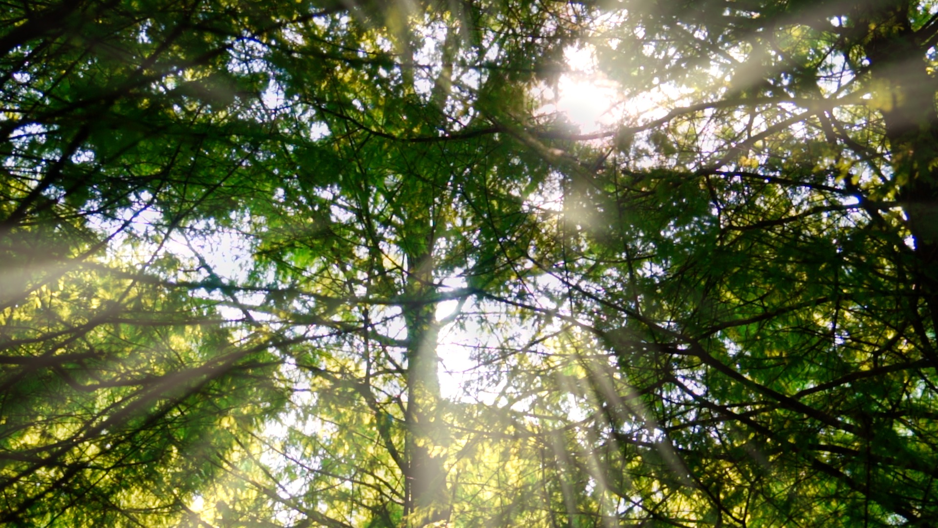 清晨阳光穿透树林唯美丁达尔光线实拍视频1080视频的预览图