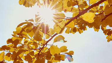 4K拍摄秋天树叶透光意境视频的预览图