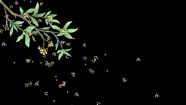 秋天秋季桂花飘落花瓣下落视频的预览图