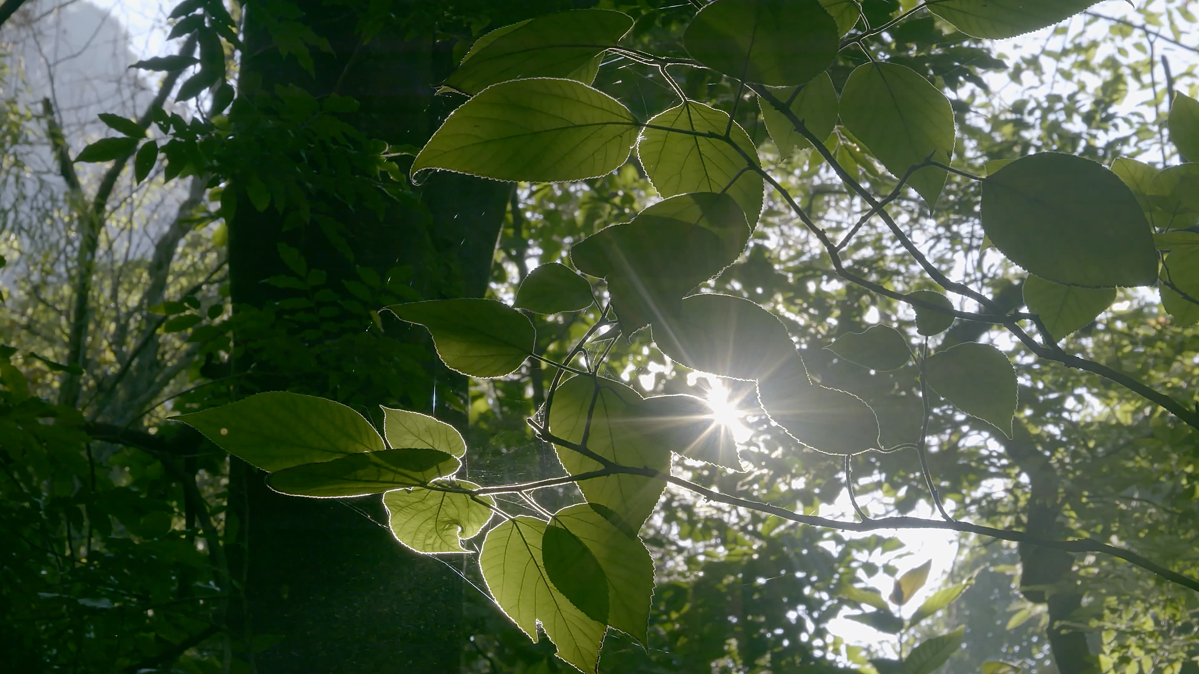 4K拍摄绿叶雾气阳光意境实拍视频的预览图