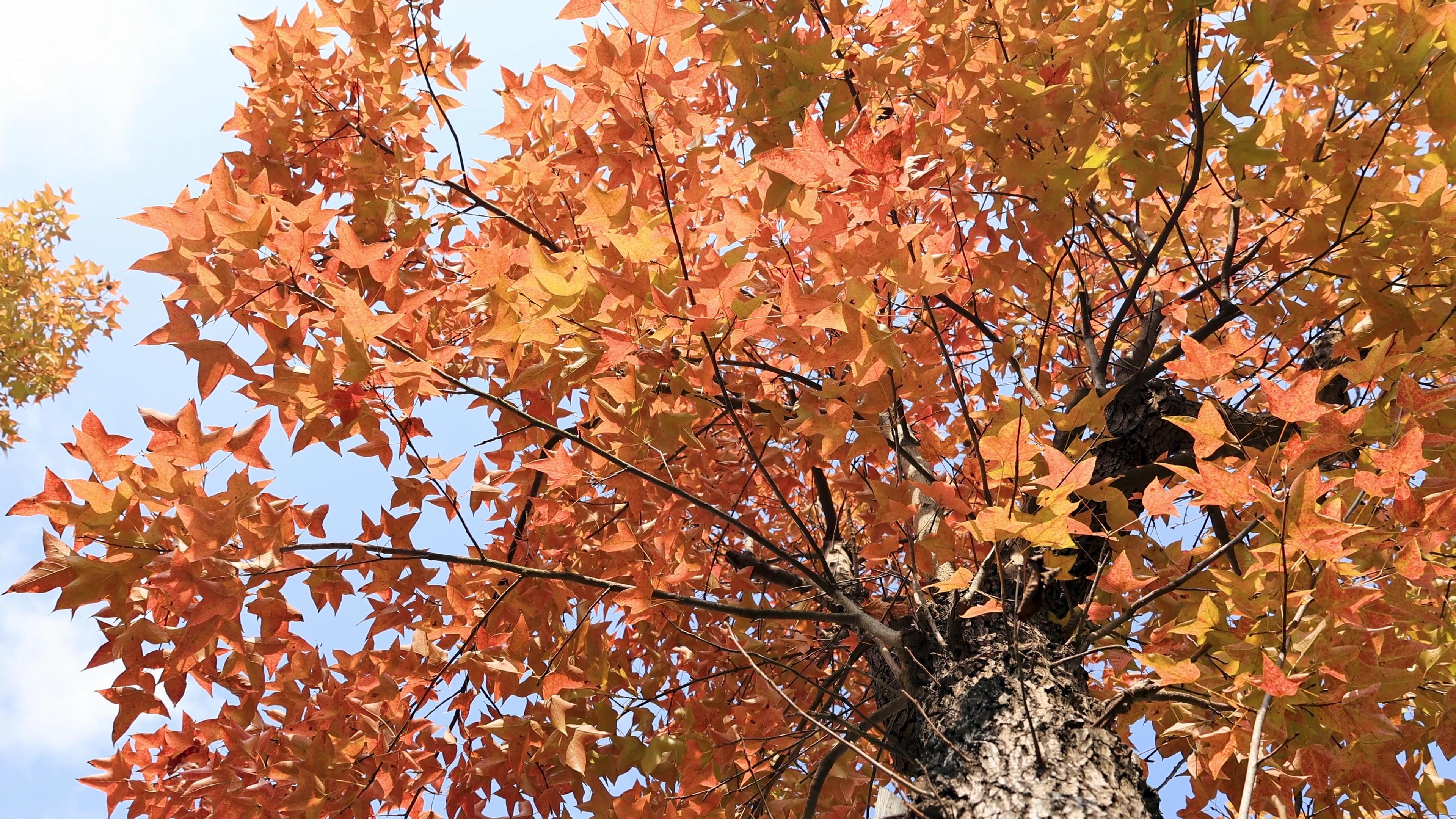 4K实拍秋天红色枫叶树干风光意境空镜头视频的预览图