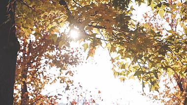 4k实拍阳光照射下枫叶黄叶在微风中摇曳秋天景色视频的预览图