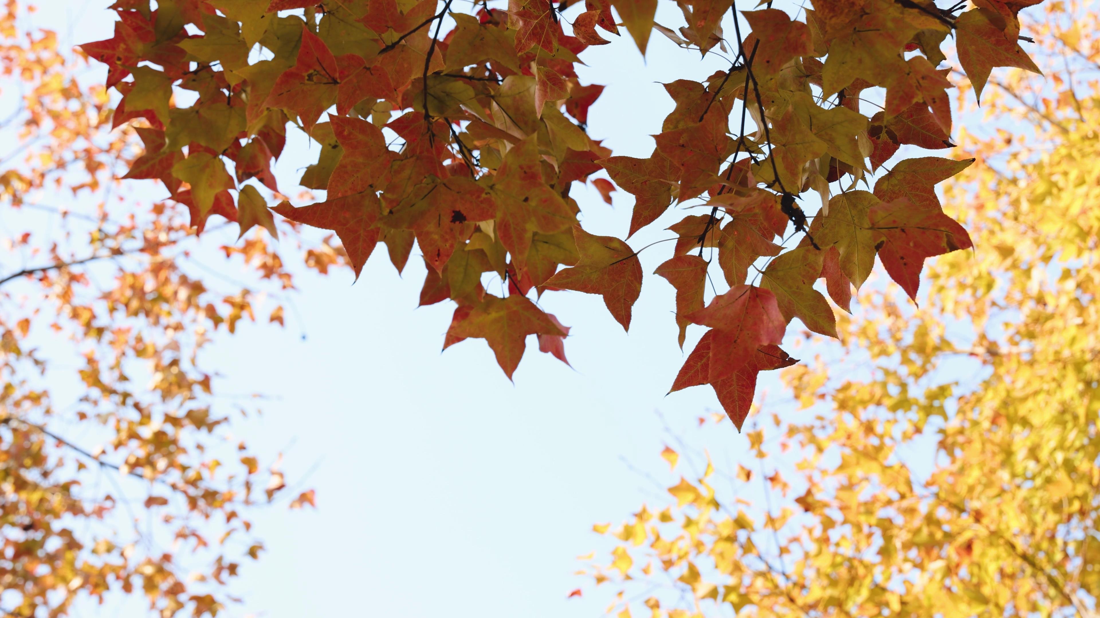 4k实拍唯美秋天树叶意境风光枫叶飘动视频的预览图