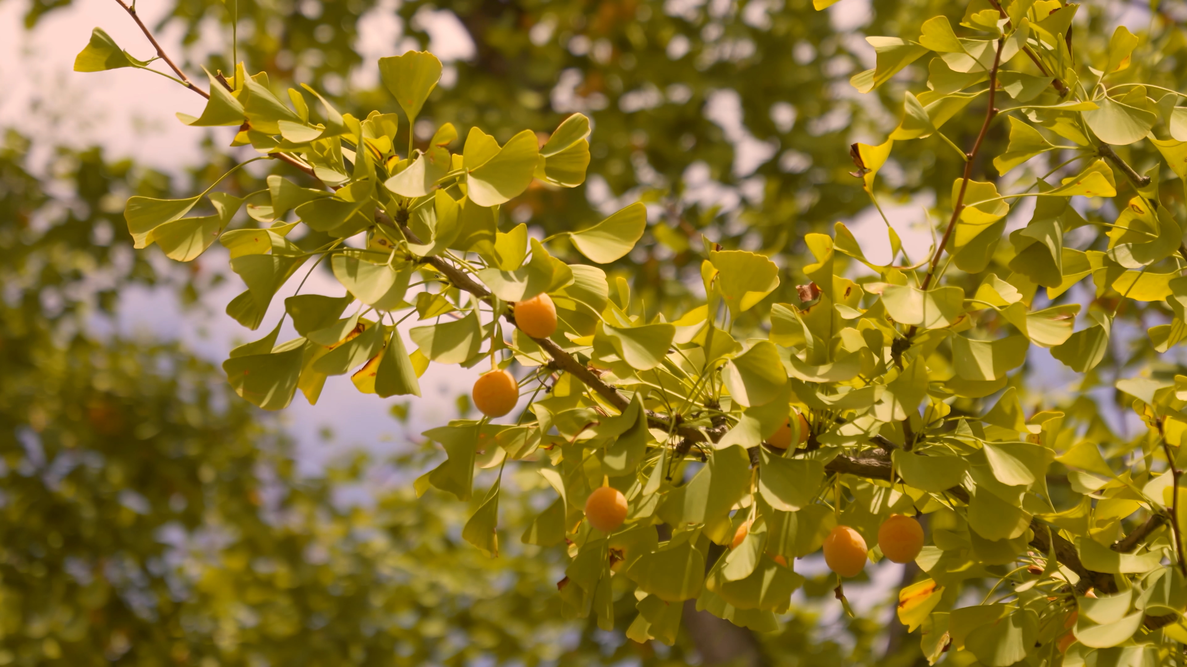 4K拍摄秋天黄色银杏叶银杏树阳光照射透光意境视频的预览图