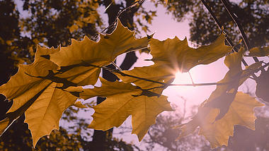 4K拍摄秋季黄色枫叶运镜透光意境实拍视频的预览图