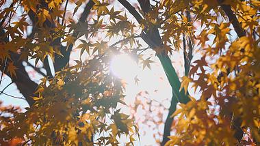 阳光照射下秋天金黄枫叶透光唯美意境4k视频多镜头视频的预览图