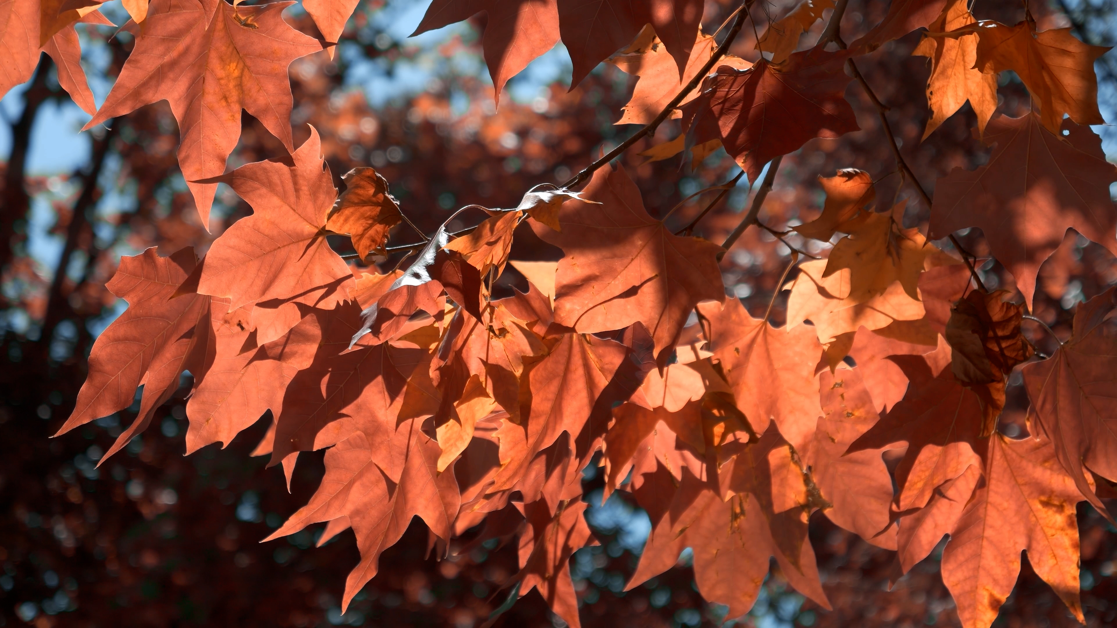 4K拍摄秋天阳光下的红枫叶透光意境风景视频的预览图