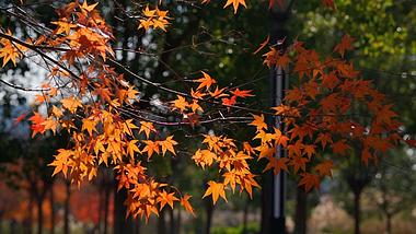 秋天黄枫叶红枫唯美透光意境风景视频4k视频的预览图