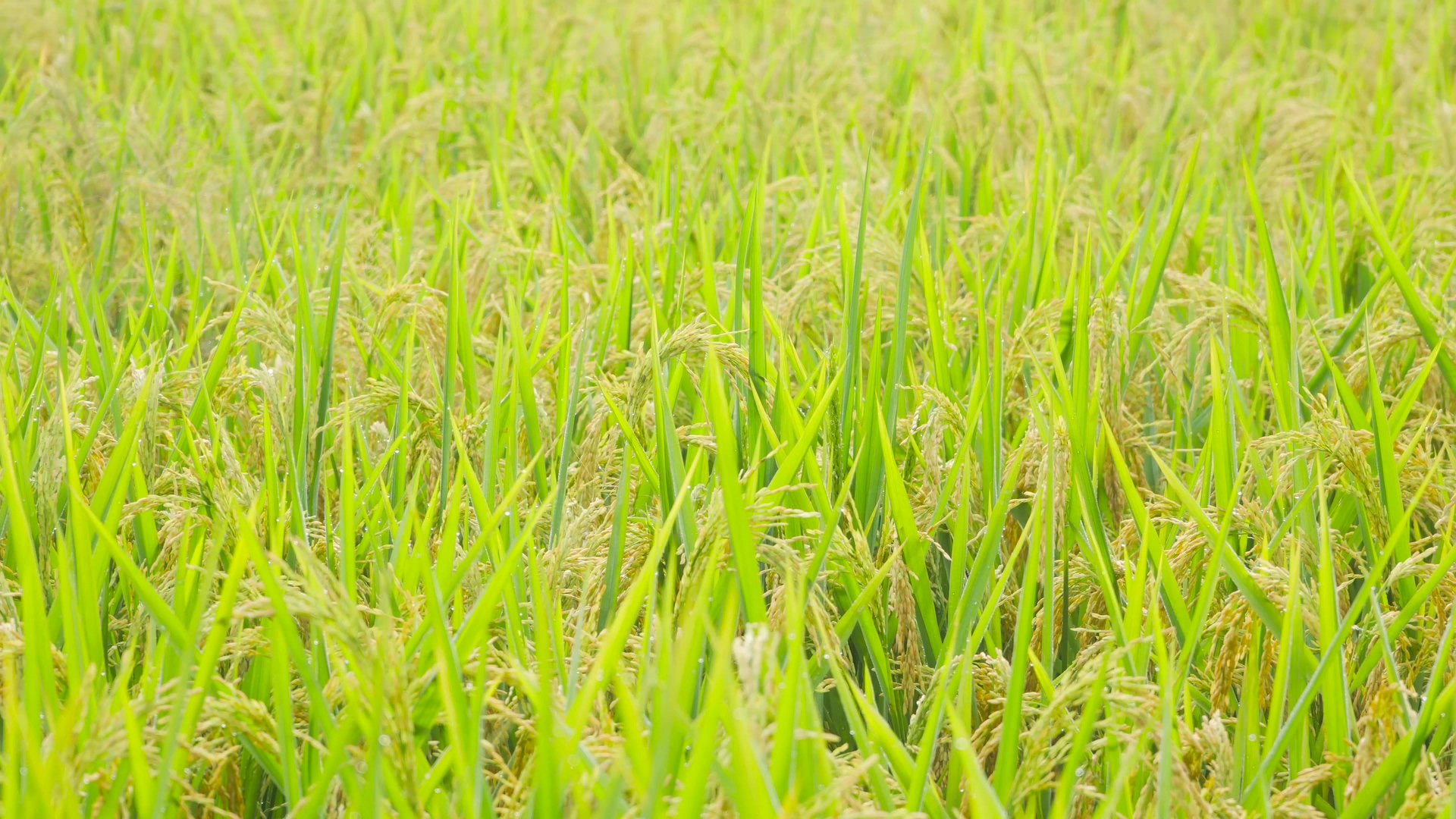4K实拍成熟的水稻稻穗丰收季节视频的预览图