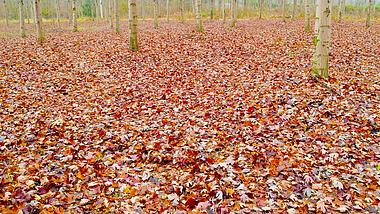 4K低空航拍森林秋天枫叶落叶秋景视频的预览图