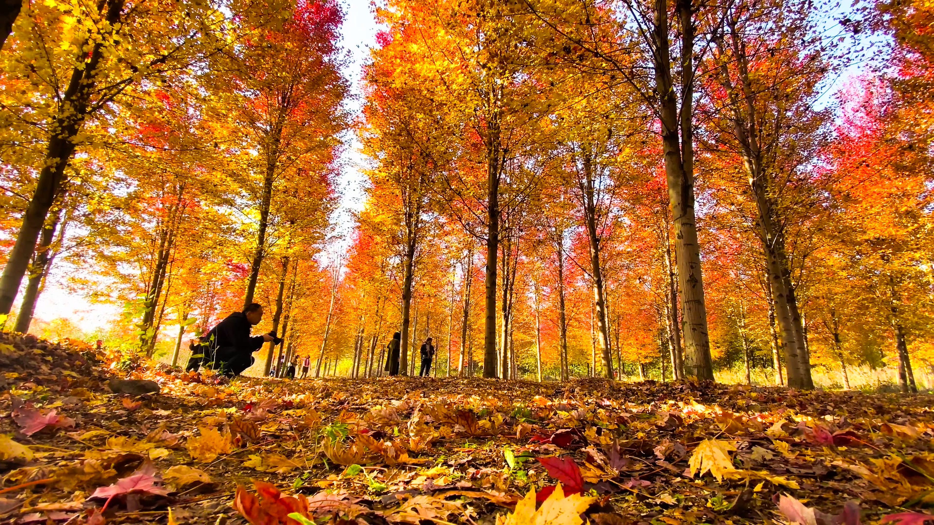4K实拍秋天风景红枫树林枫叶视频的预览图