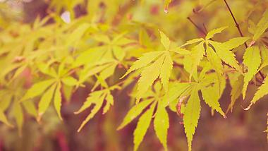 4K实拍秋天风景金黄色枫叶意境视频的预览图