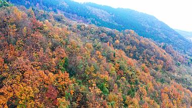 4k实拍秋天航拍红枫叶森林视频素材视频的预览图