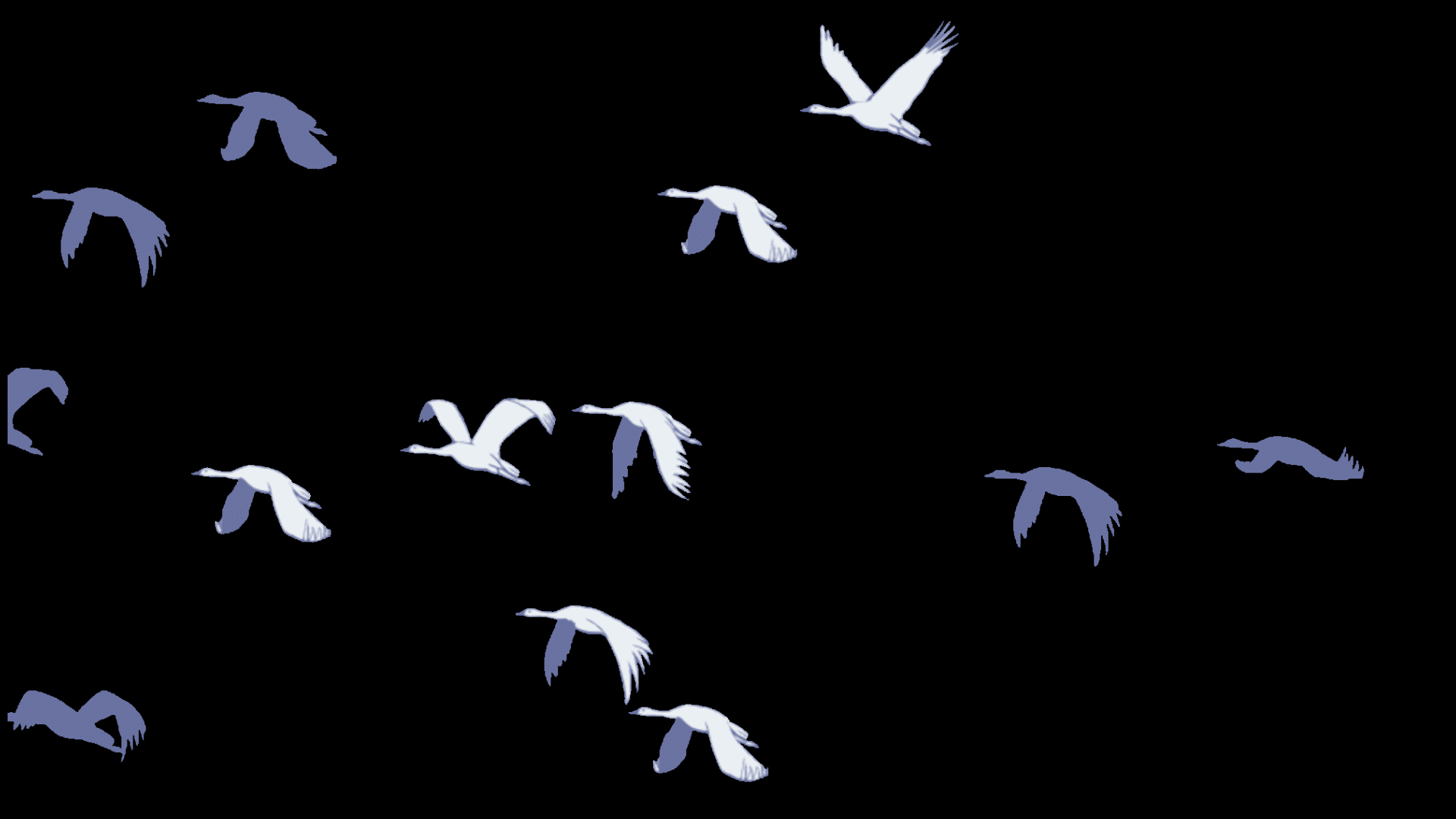 候鸟大雁鸟群南飞迁徙剪影视频的预览图