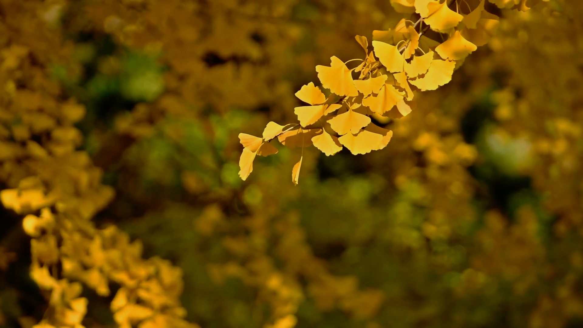 唯美秋天金黄银杏树叶随风飘荡实拍视频1080视频的预览图