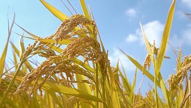 秋天成熟的稻子稻穗饱满金黄实拍视频1080视频的预览图