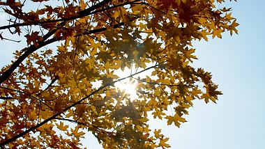 4k实拍秋天枫叶树林透光视频素材视频的预览图