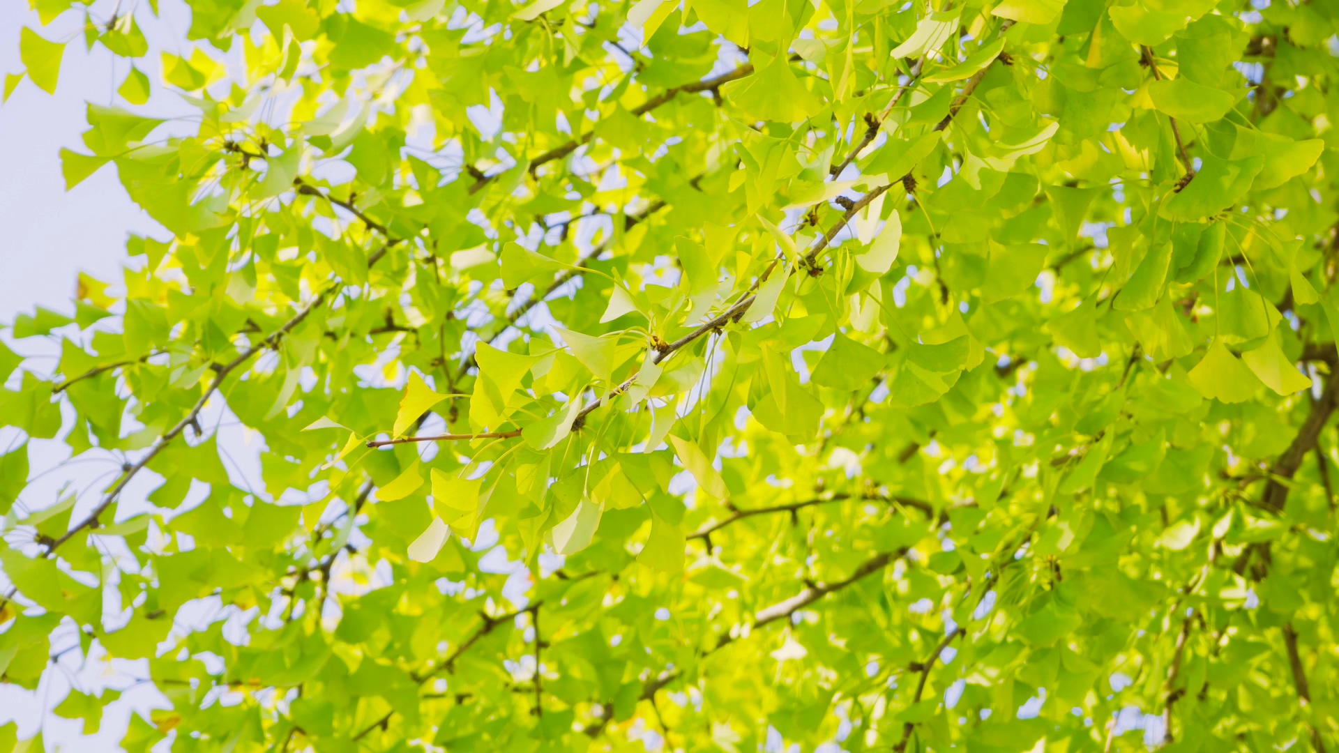 4K实拍秋天阳光照射下的银杏树叶银杏秋景视频的预览图