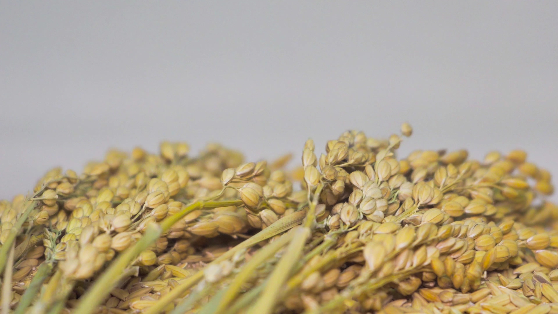 4K实拍黄色稻谷稻子颗粒饱满稻穗特写视频的预览图