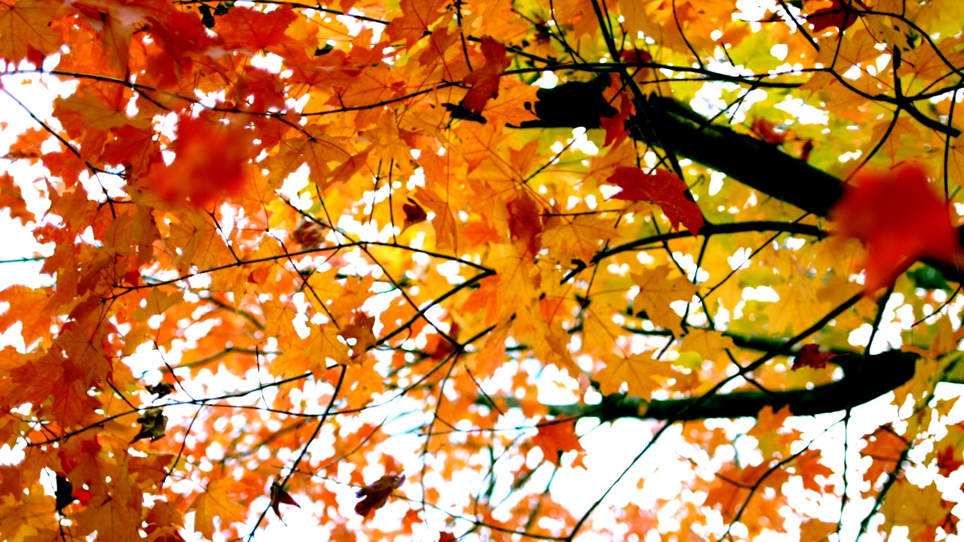 唯美仰拍秋天红枫叶落叶飘落升格视频慢镜头1080视频的预览图