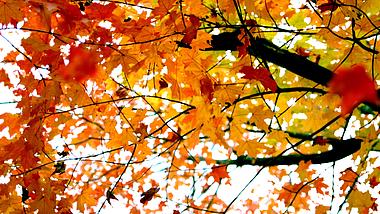 唯美仰拍秋天红枫叶落叶飘落升格视频慢镜头1080视频的预览图