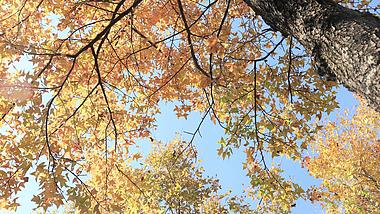 4k实拍仰拍秋天蓝天黄叶枫叶红叶视频的预览图