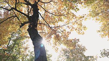 4k实拍阳光照射下枫叶黄叶秋天景色视频的预览图