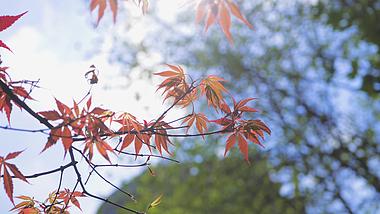 4K实拍秋天阳光照射下透光的红枫树叶枫叶意境空镜视频的预览图