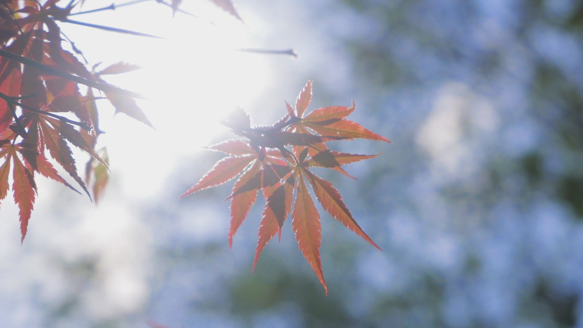 4K实拍秋天树林透光红枫树叶意境秋景视频的预览图
