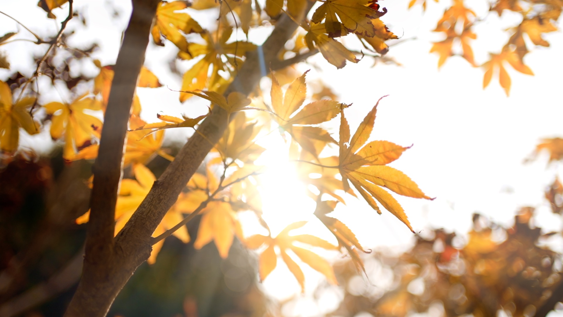 秋天阳光照射下枫叶透光意境视频1080视频的预览图