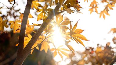 秋天阳光照射下枫叶透光意境视频1080视频的预览图