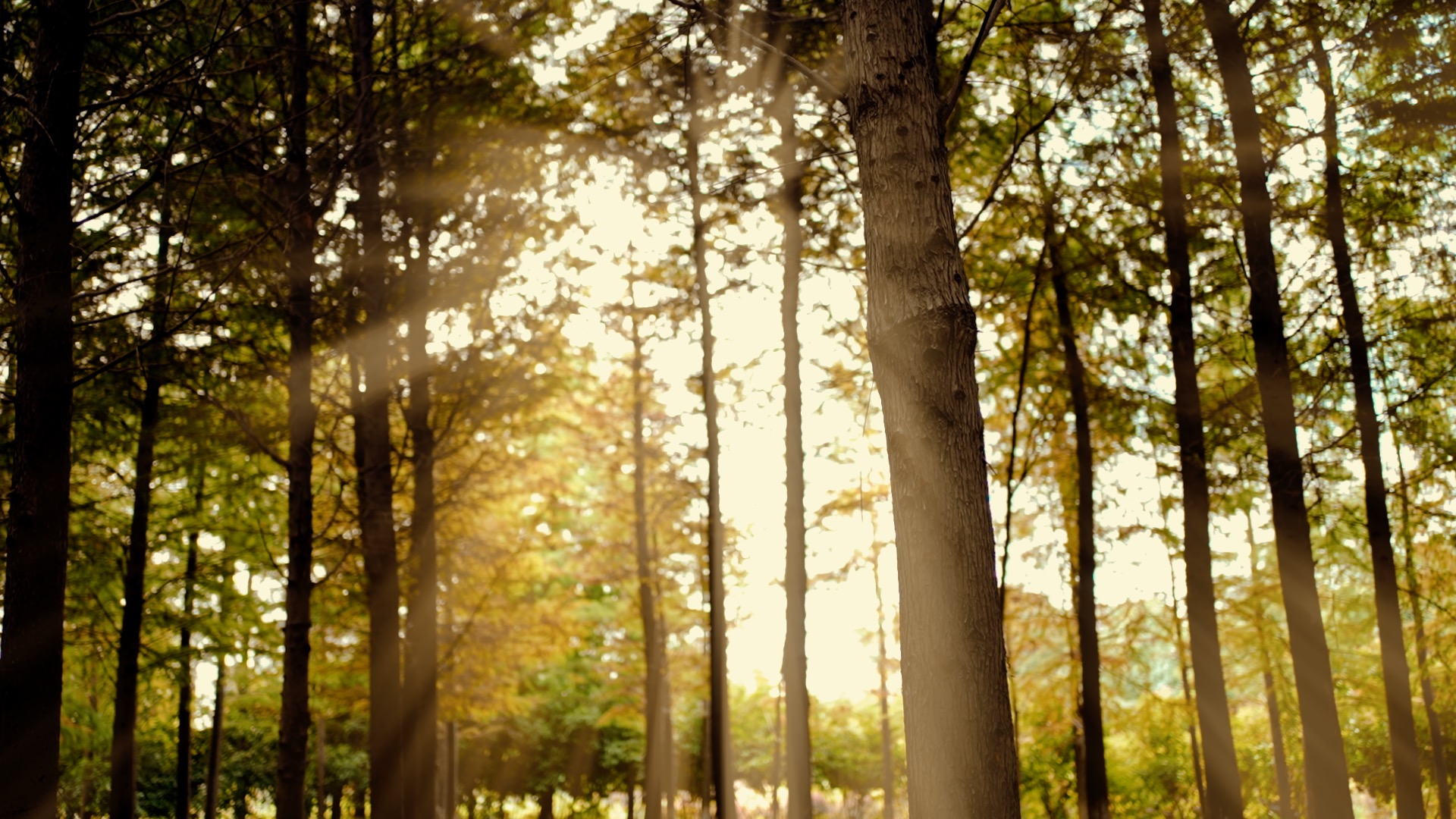 秋天森林杉林透光唯美光线视频1080视频的预览图
