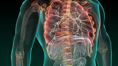 医疗化学人体器官素材AE模板视频的预览图