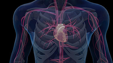 心脏3D科技医疗人体视频素材模板视频的预览图