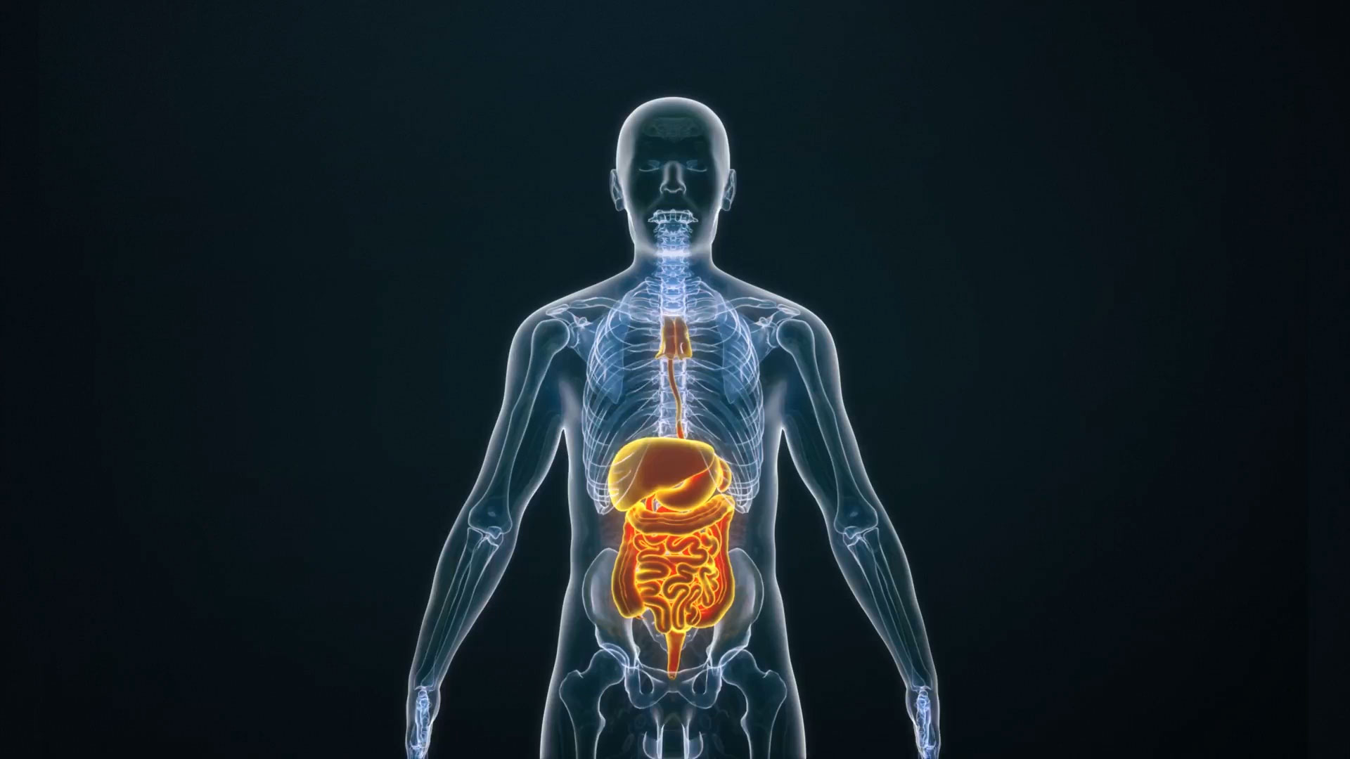 肠胃科技人体元素视频素材视频的预览图