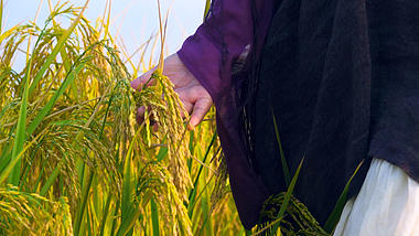 1080P实拍美女摸稻穗走在稻田里视频的预览图