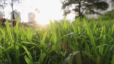 4k实拍清晨阳光照射小草草丛温馨意境空镜视频的预览图