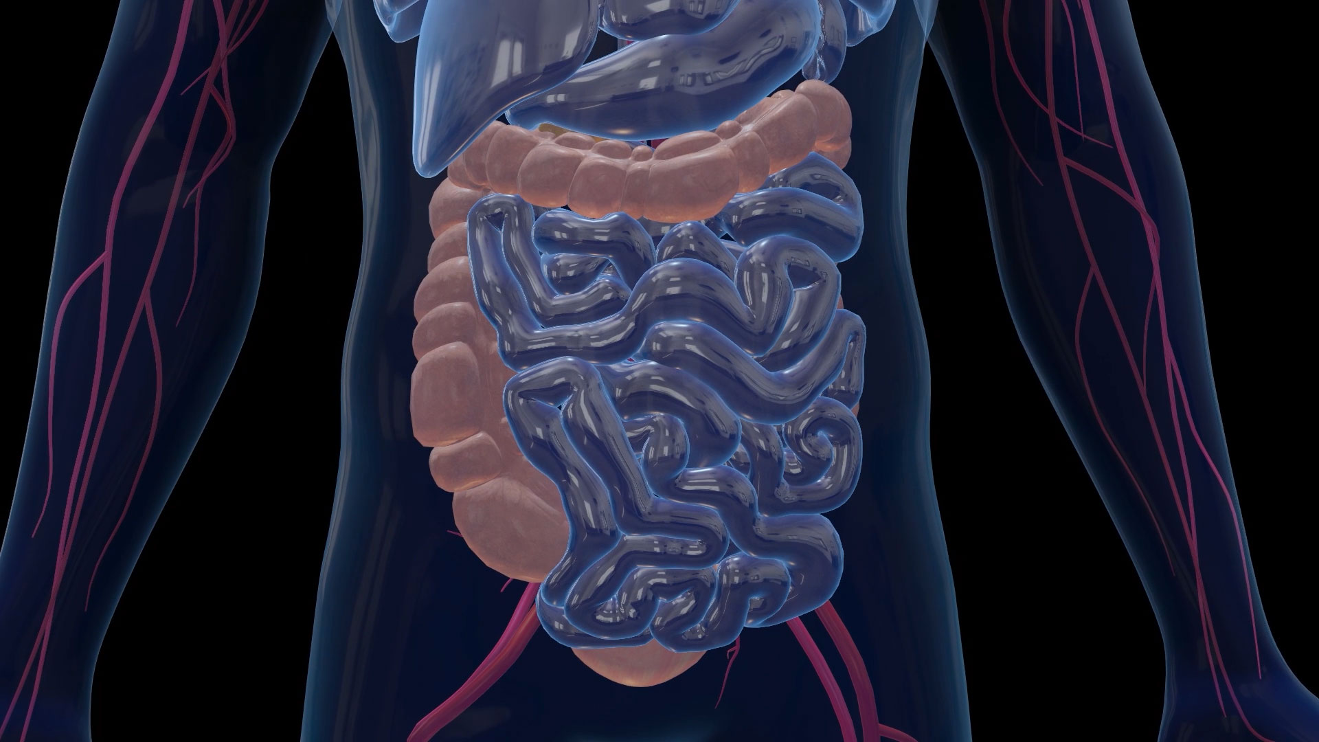 肠胃科技人体元素视频素材视频的预览图