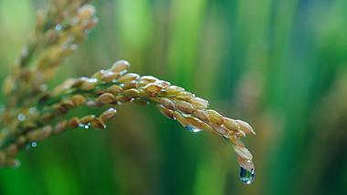 秋雨中的稻穗滴水瞬间升格视频1080视频的预览图
