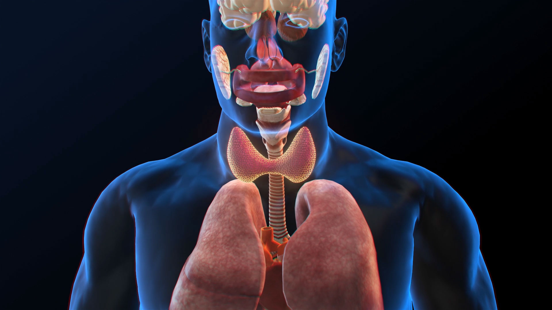 人体器官3D视频素材模板视频的预览图