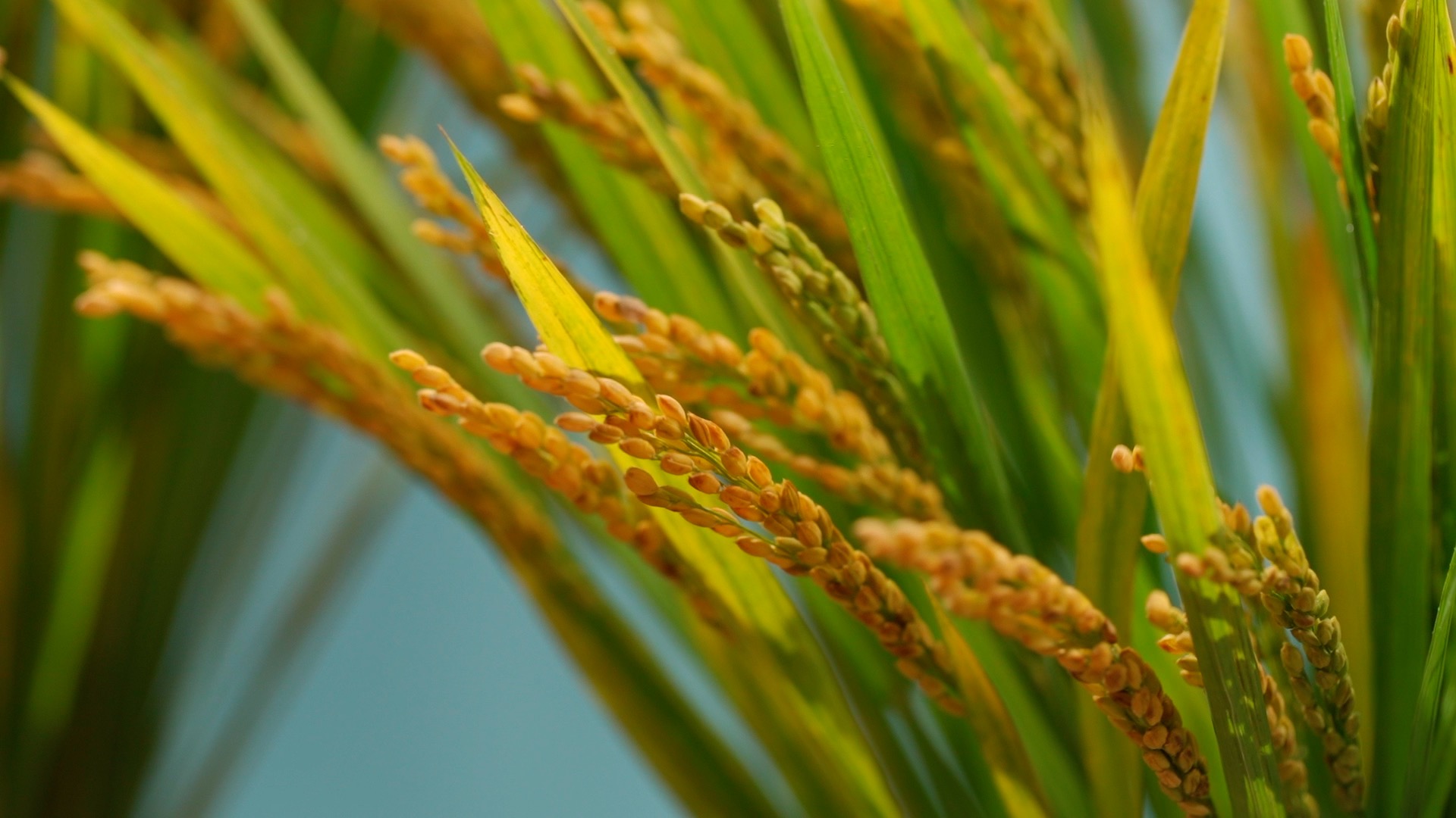 秋天稻谷稻穗实拍视频1080视频的预览图