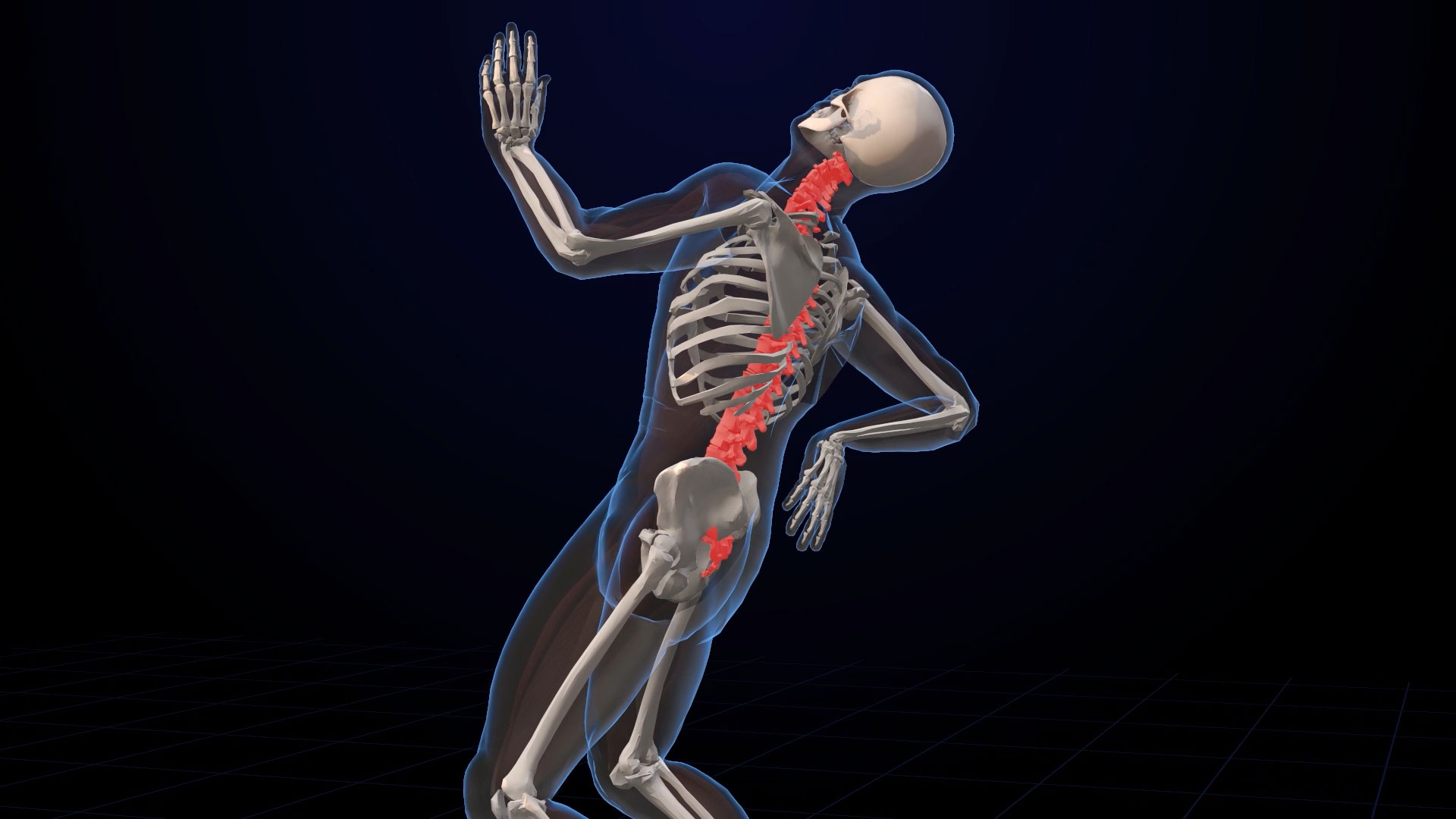 脊柱人体3D视频素材模板视频的预览图