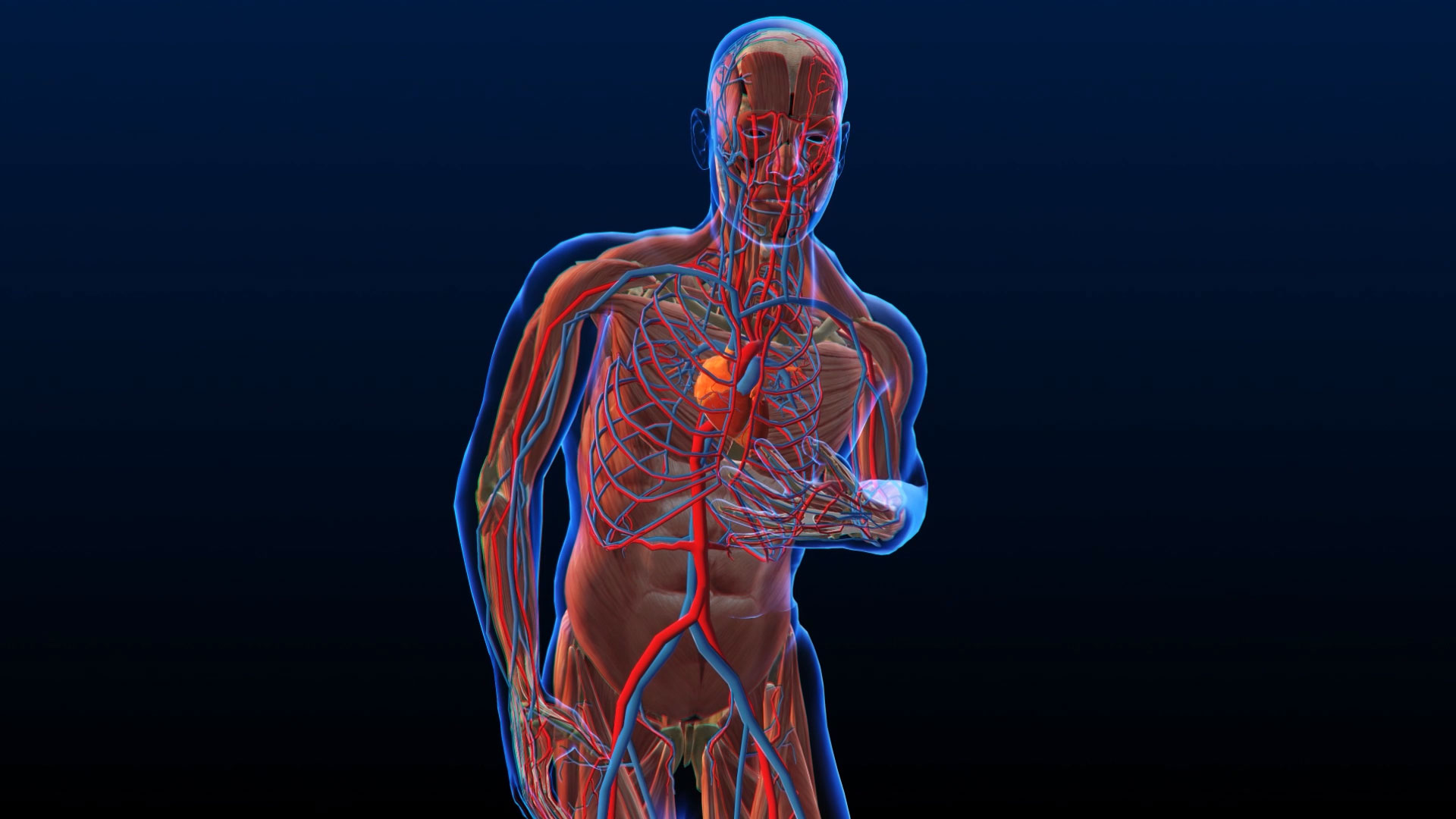 3D人体医疗透明通道素材视频视频的预览图