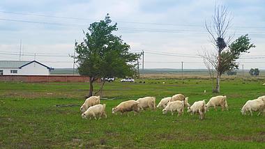 4K农村家禽羊群绵羊养殖实拍视频的预览图