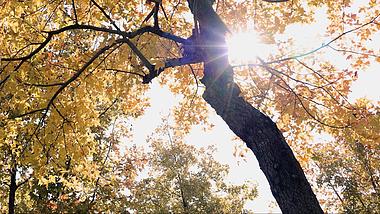 4K实拍秋天阳光照射下枫叶透光意境视频视频的预览图