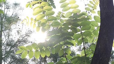 4k实拍早晨清晨阳光照射树叶林树影视频的预览图