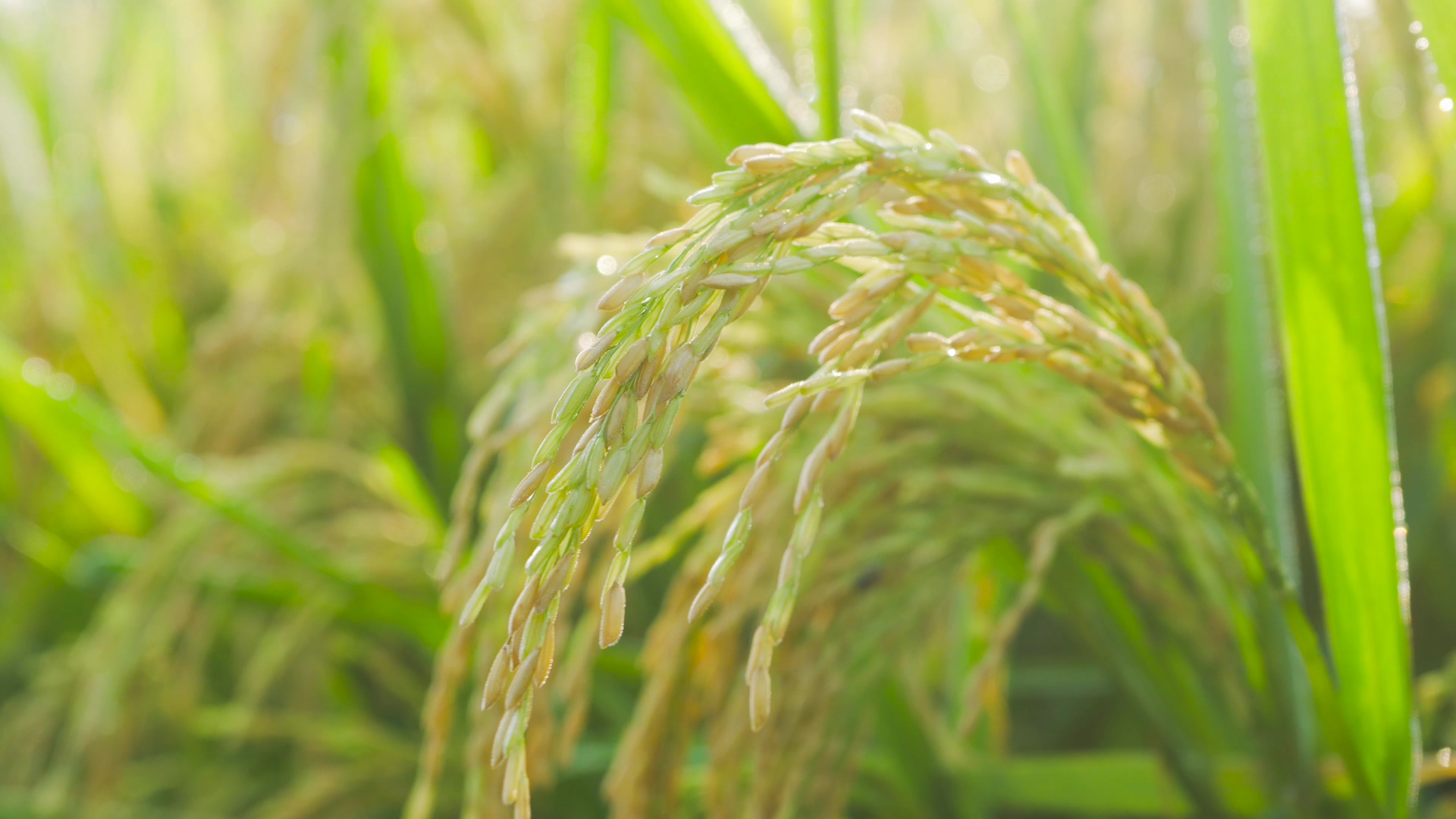 4K实拍农业水稻阳光下成熟的稻穗稻谷视频的预览图