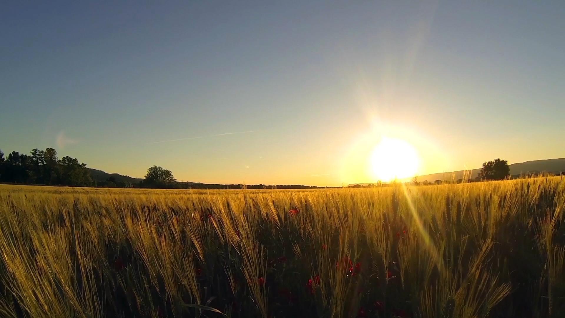 清晨阳光照射下的田野实拍视频1080视频的预览图