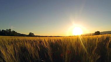 清晨阳光照射下的田野实拍视频1080视频的预览图
