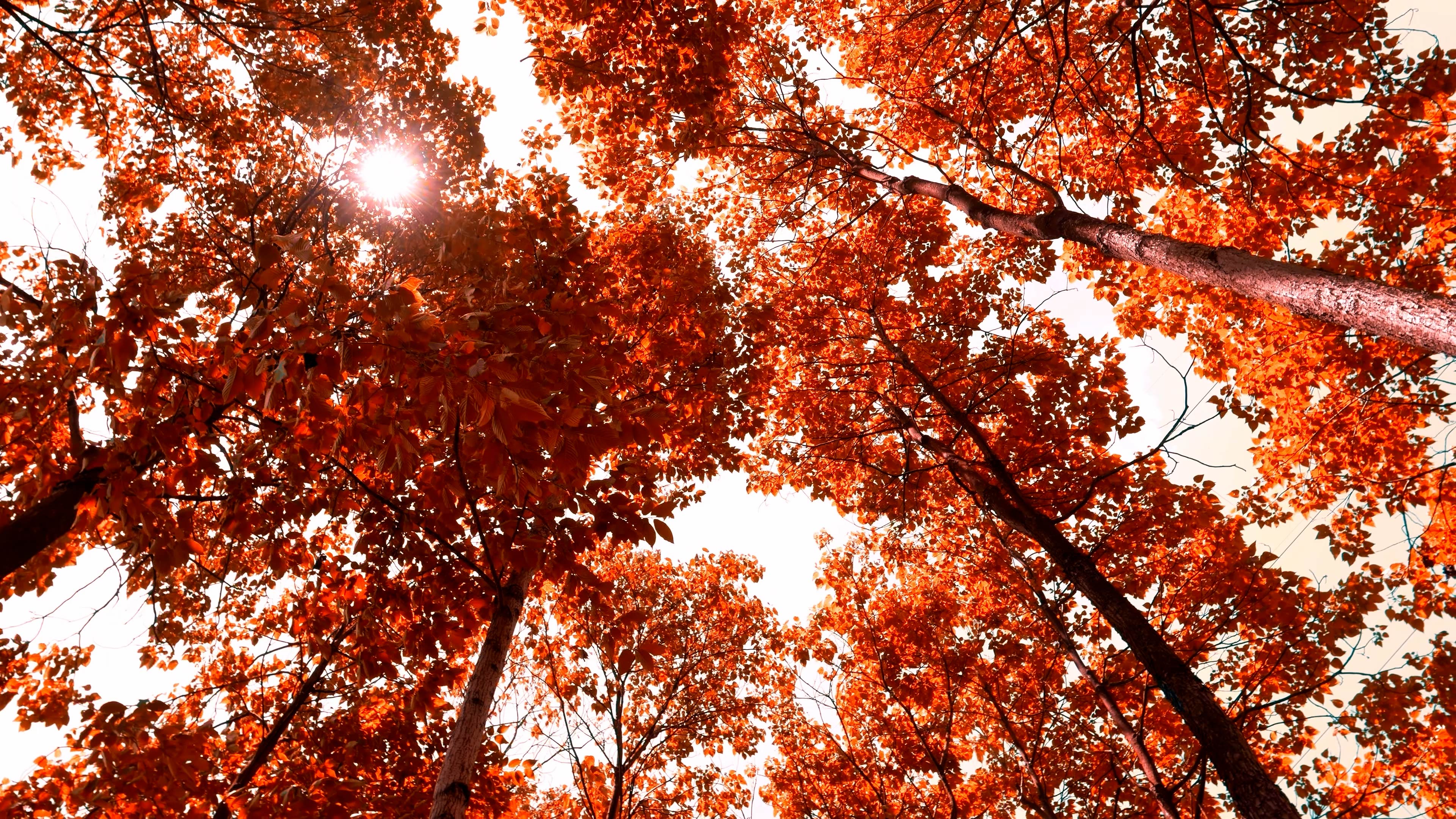 4k仰拍秋天金色树林树木透光意境视频的预览图